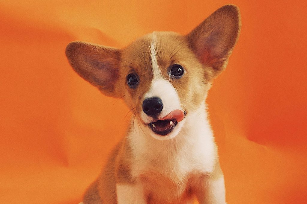 A corgi puppy licks their lips