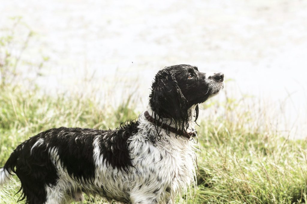 An English Springer Spaniel's side profile standing next to tall grass