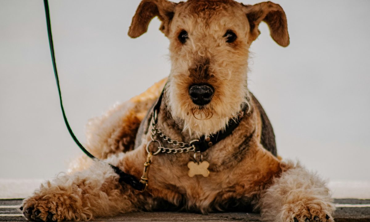 An Airedale Terrier sits