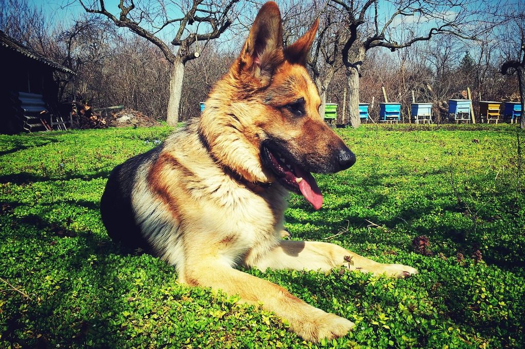 A German shepherd puppy sits outside in the sun