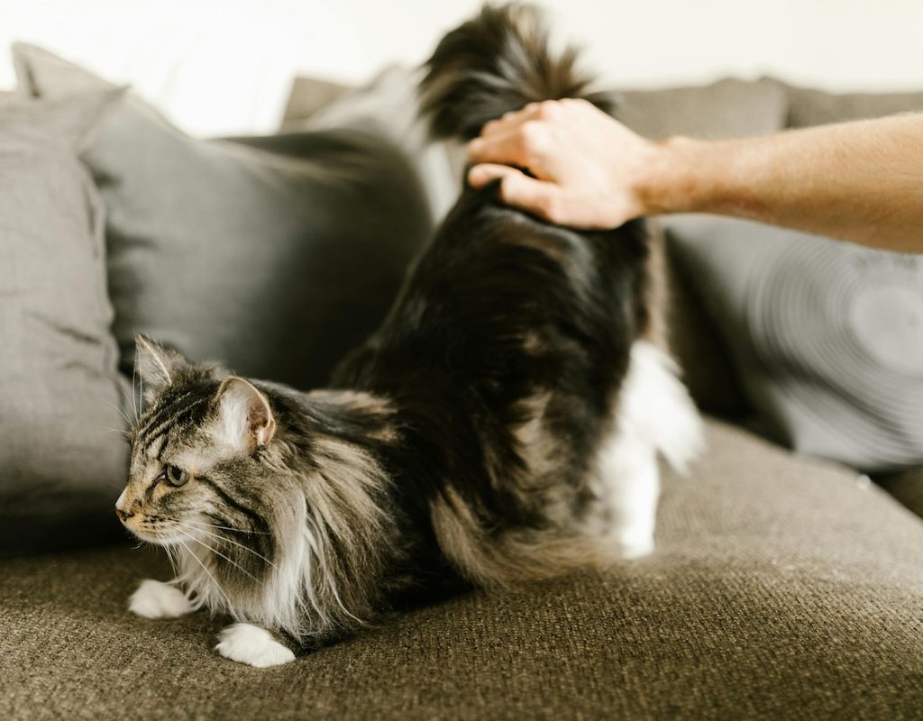 A Main Coon stretching on a couch