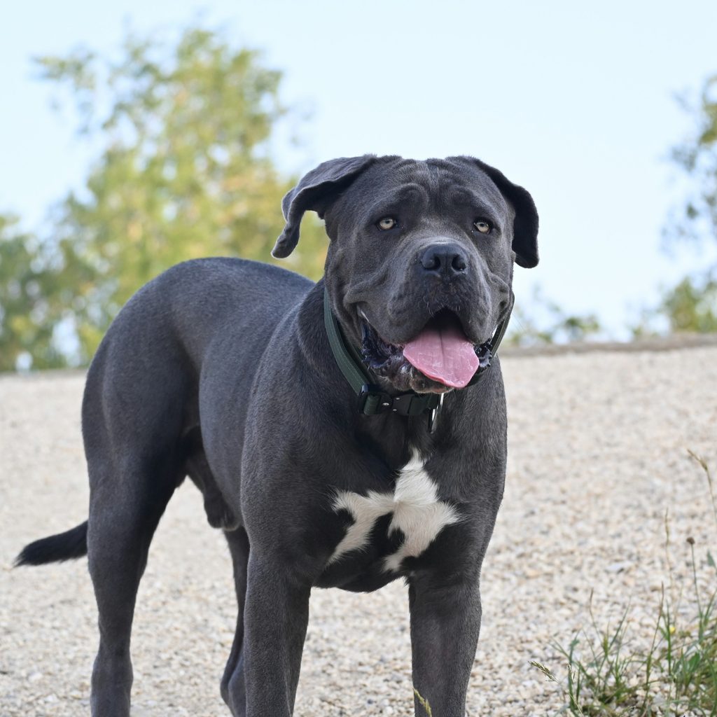 A black and white mastiff dog stands outdoors