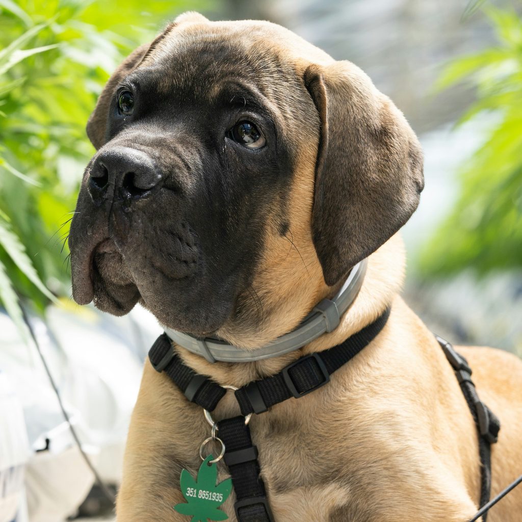 A mastiff puppy wearing a harness