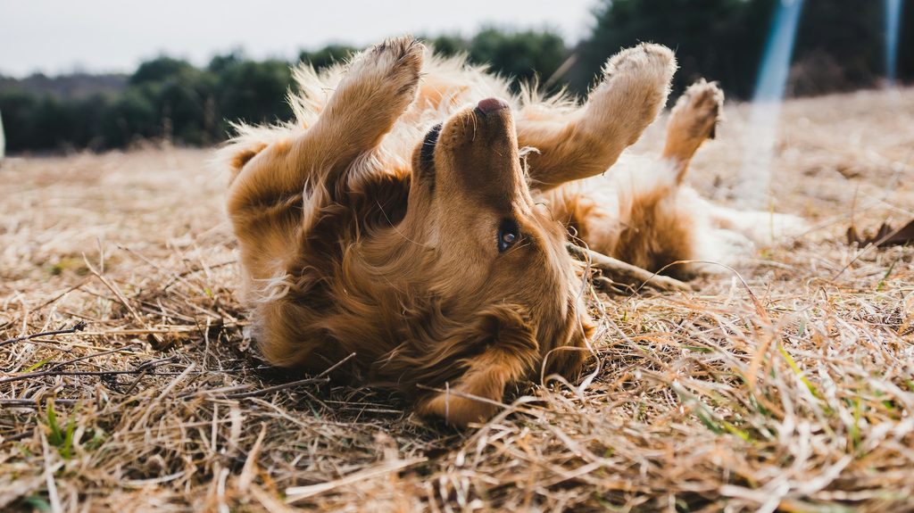 A Golden Retriever rolls in hay