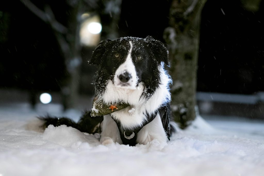 black white border collie in the snow