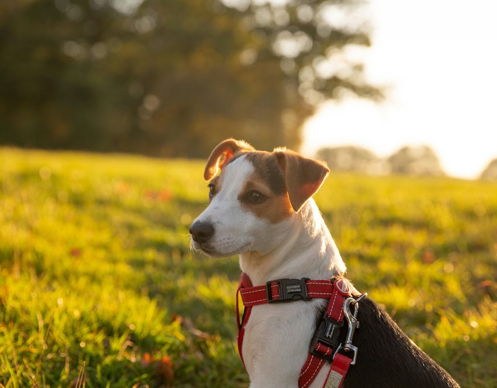 Russell terrier outside