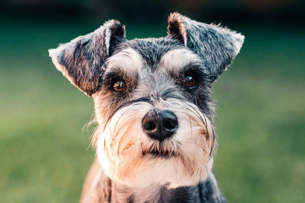 Portrait of a miniature schnauzer
