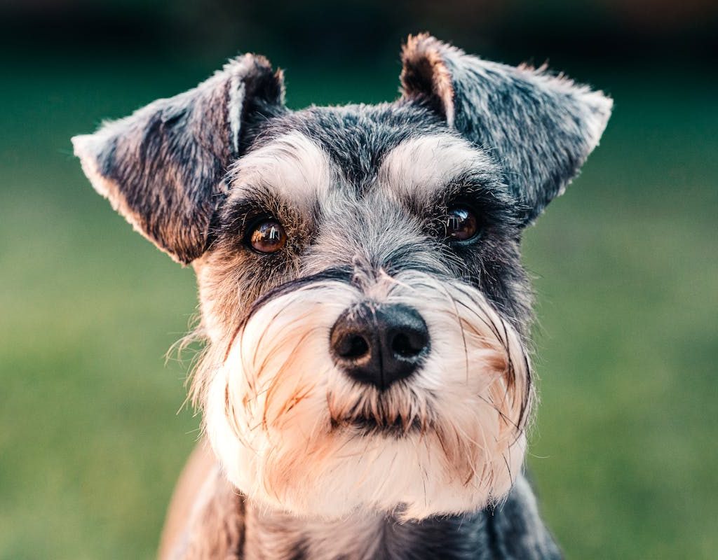 Portrait of a miniature schnauzer