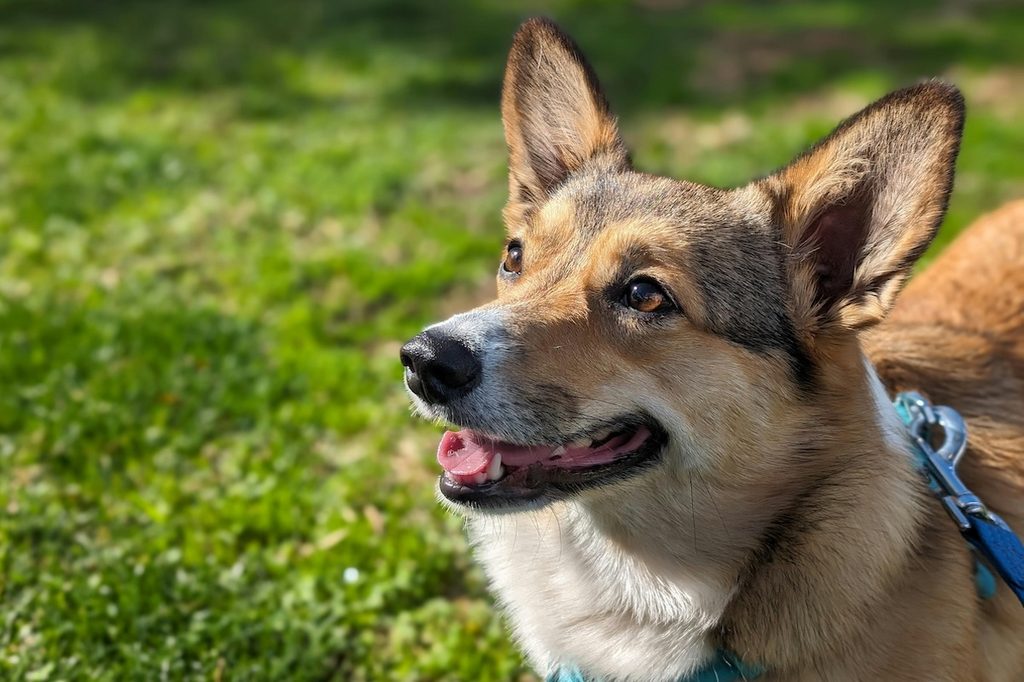Closeup of a tricolor dog in a park