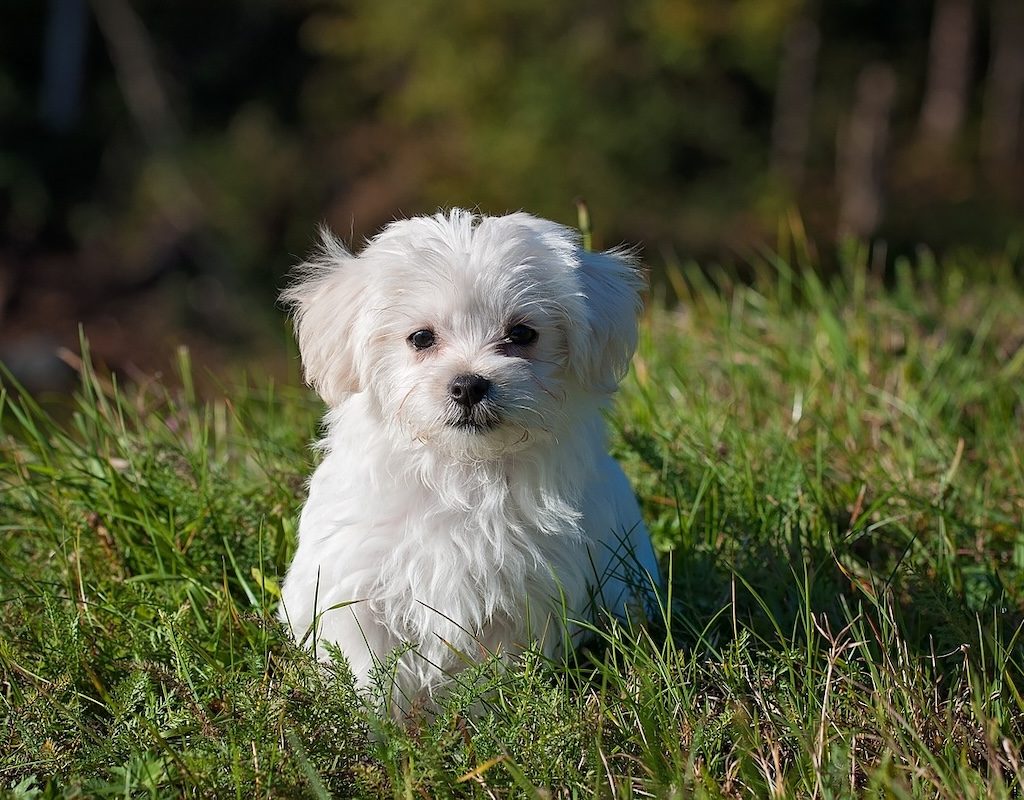 A maltese puppy sits in a meadow