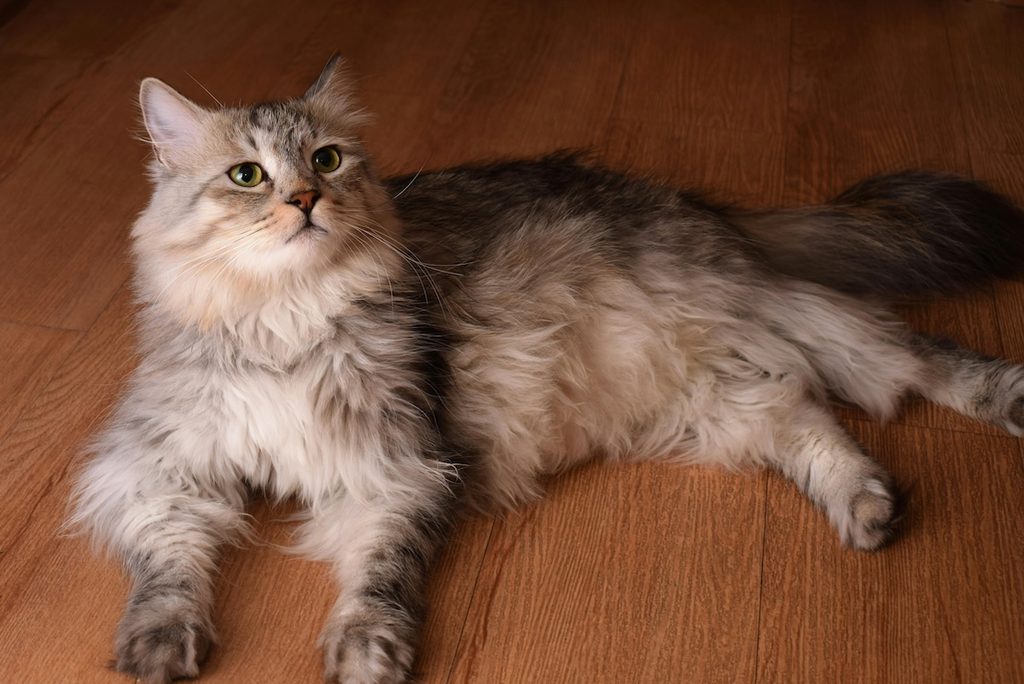 siberian cat on floor looking up