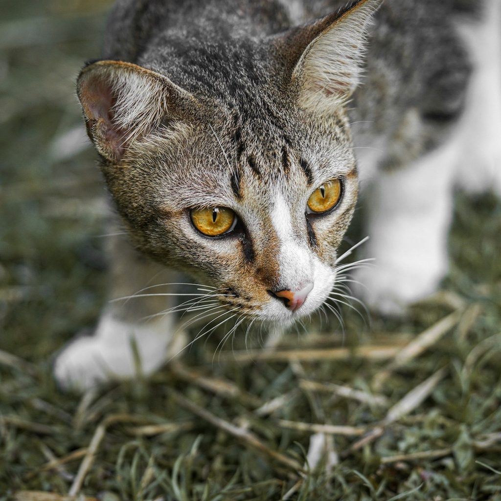 A tabby cat with yellow eyes stalks low to the ground