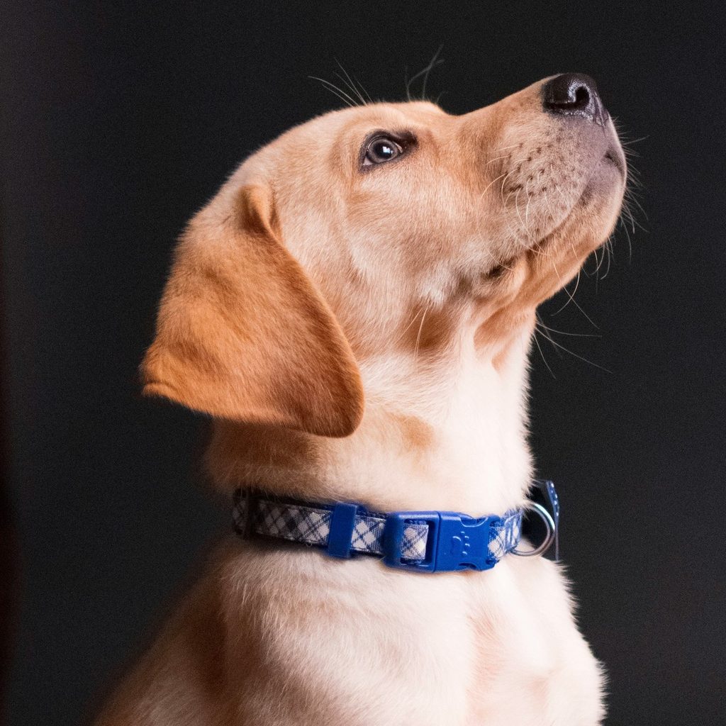A yellow Lab puppy wearing a blue collar looks up