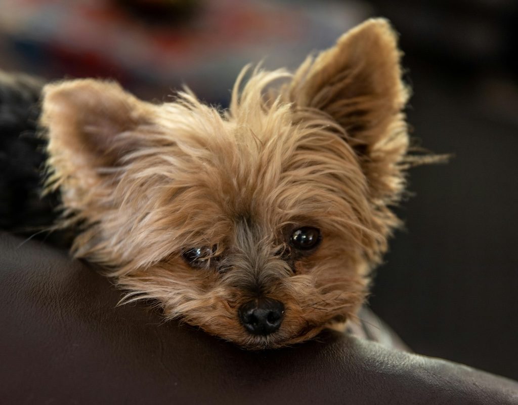 A Yorkie on a chair