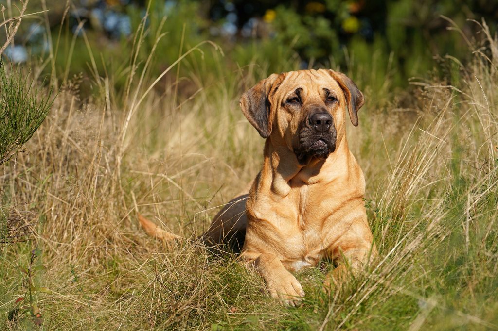 Adult female broholmer lying in grass