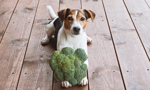JRT with broccoli outside