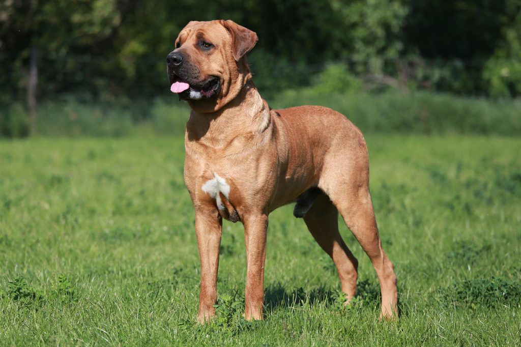 Young male Tosa Inu Japanese mastiff watching in the garden