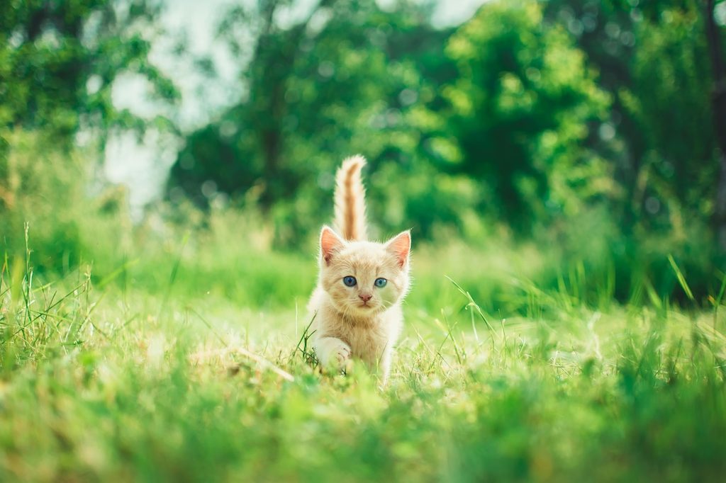 orange kitten walking in field with tail erect