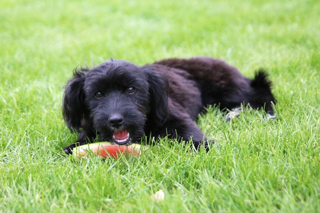 A black dog lies in the grass with a watermelon rind