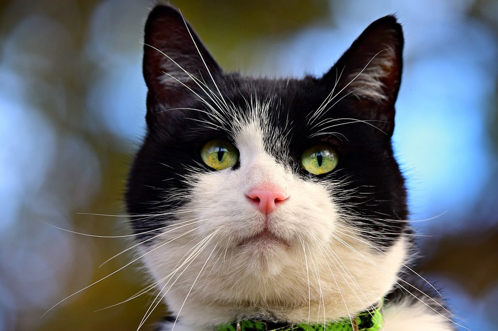 A black and white cat's face