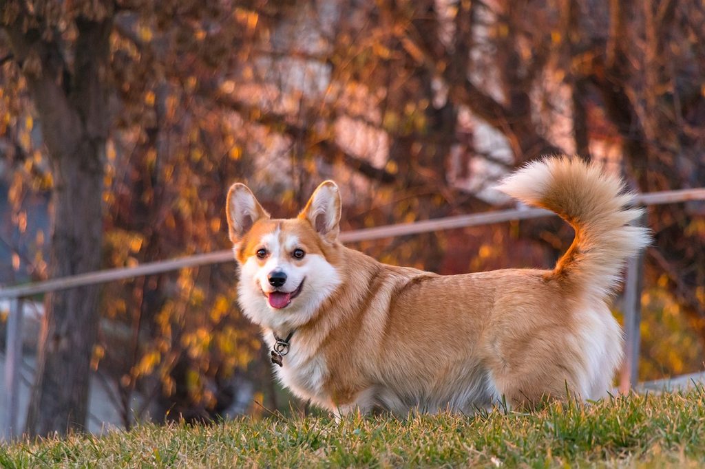 A Cardigan Welsh Corgi stands outdoors during autumn