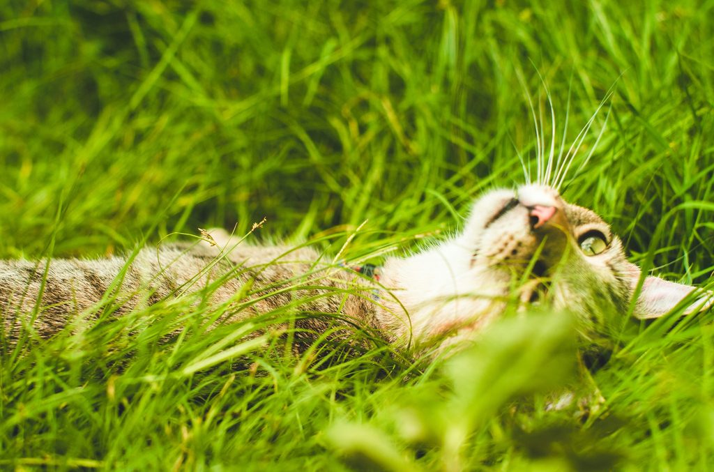 A tabby cat lies in tall grass