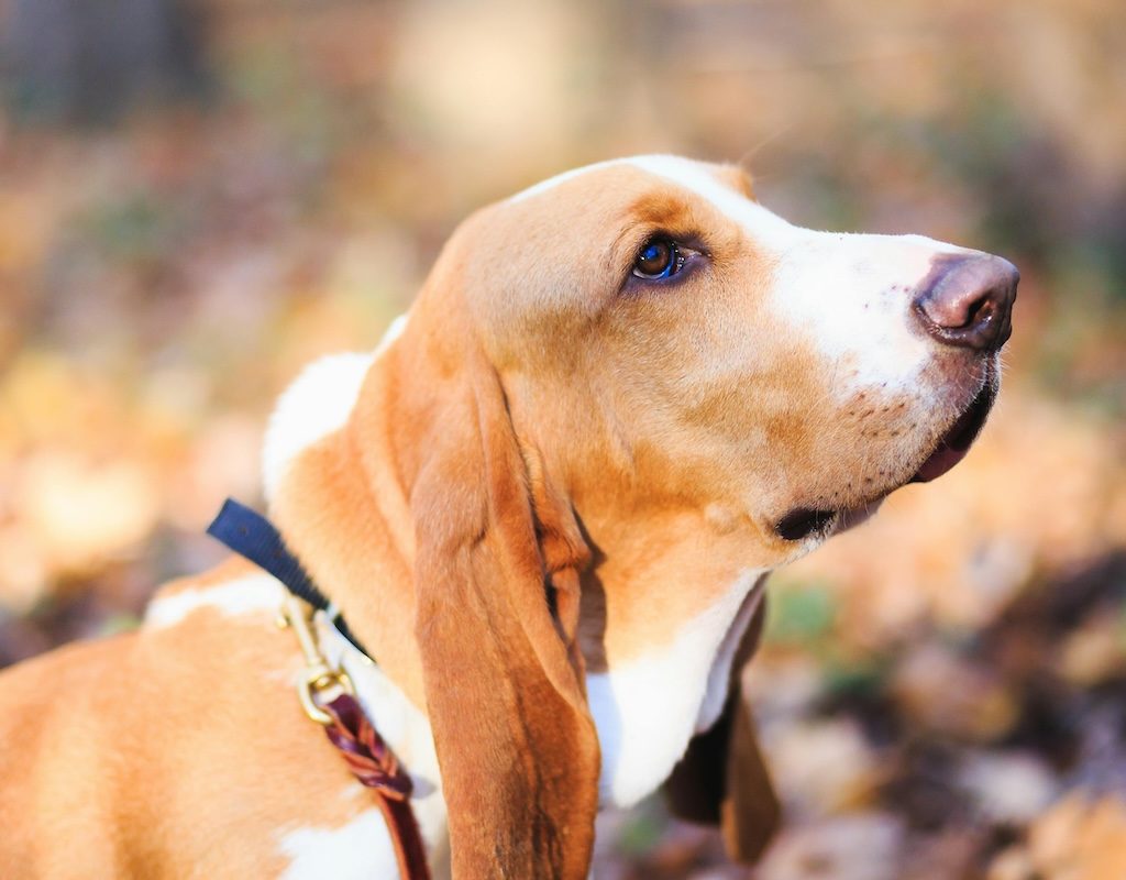 A close-up of a basset hound