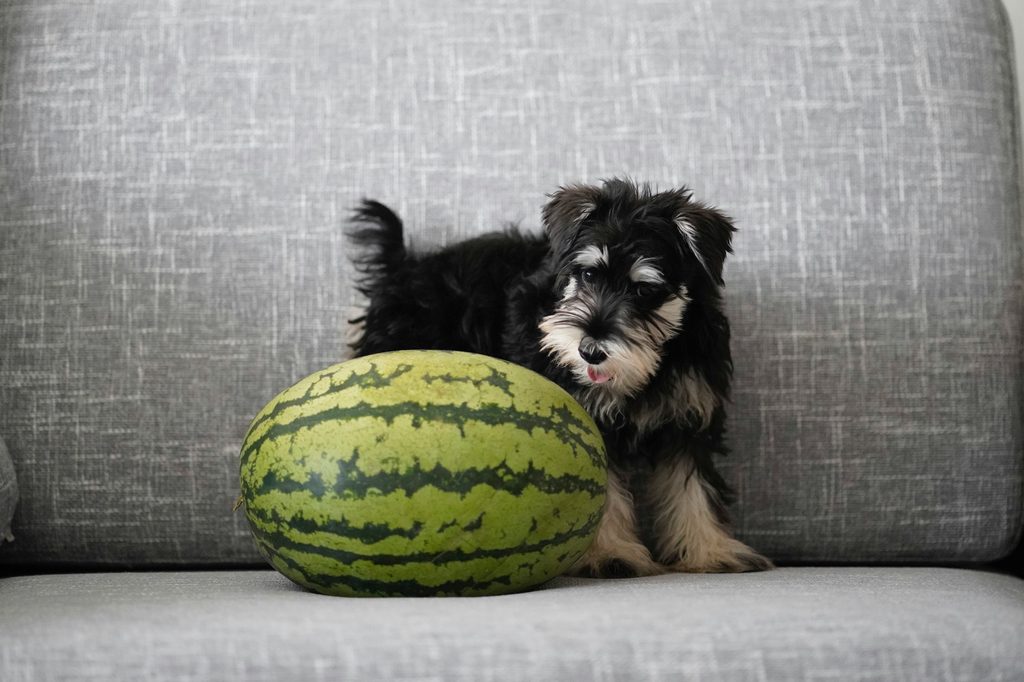 A small black dog stands next to a whole watermelon on a sofa