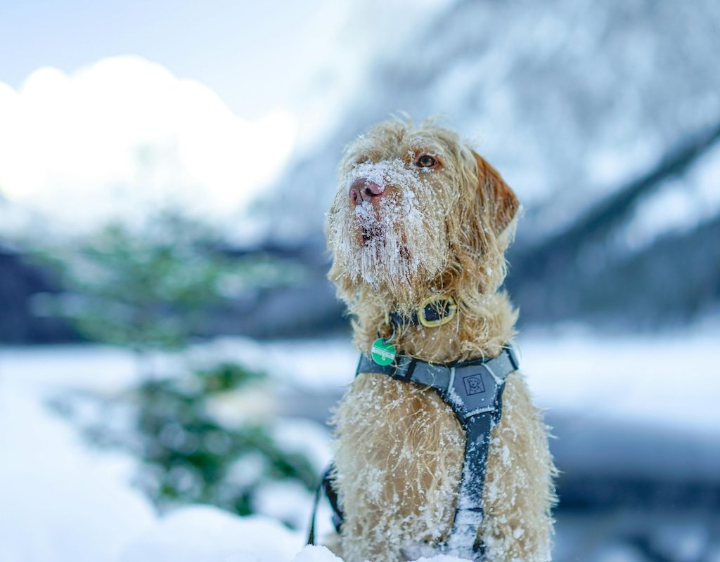 An Irish wolfhound on a harness in the snow