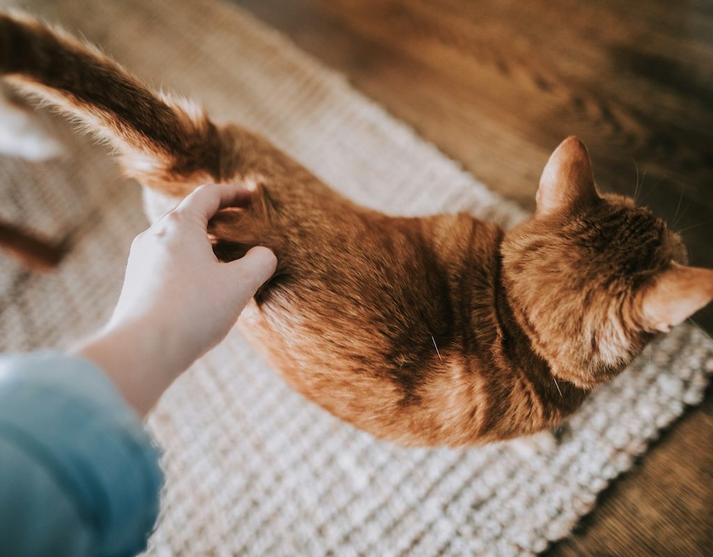 Orange cat arched back while being pet
