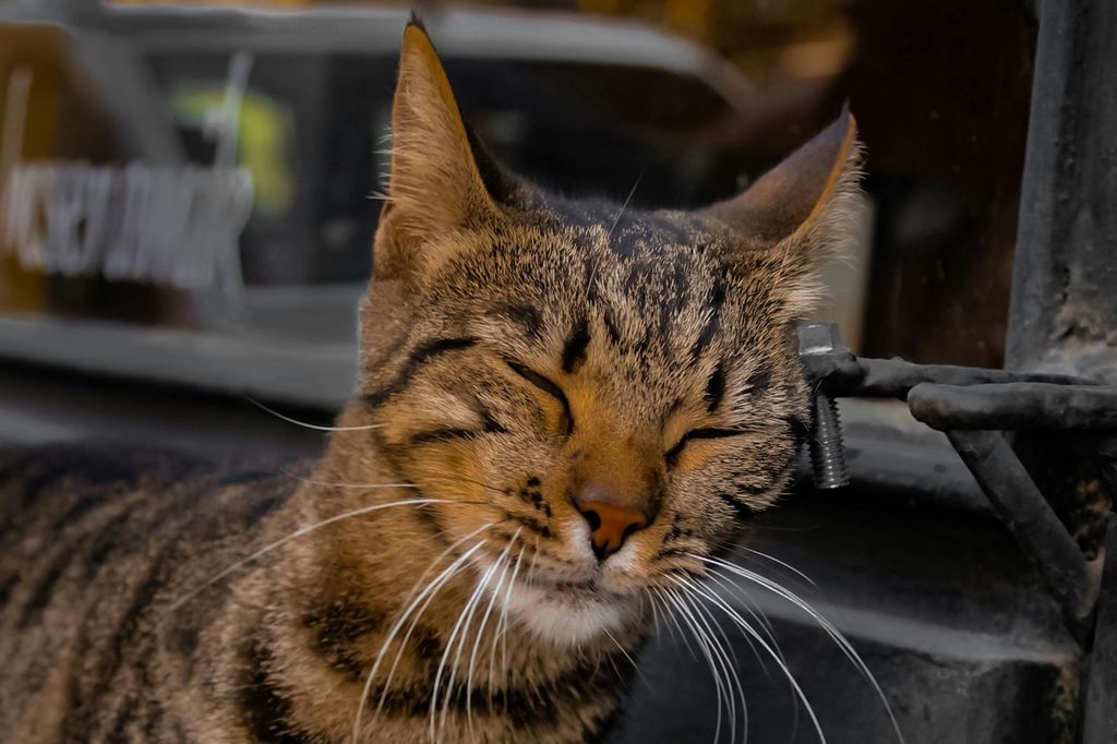 A tabby cat closes their eyes and rubs their face on a pipe