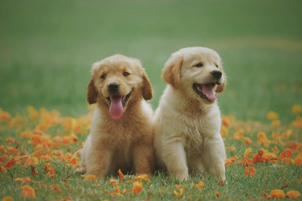 Golden retriever puppies in green field