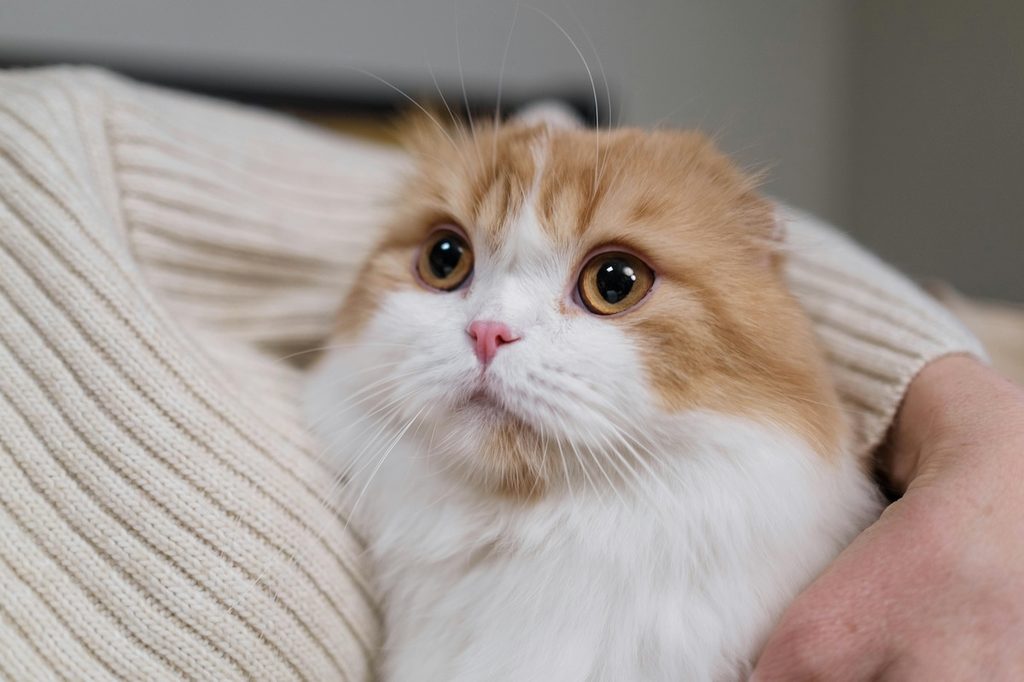 an orange and white cat snuggling a person with a sweater