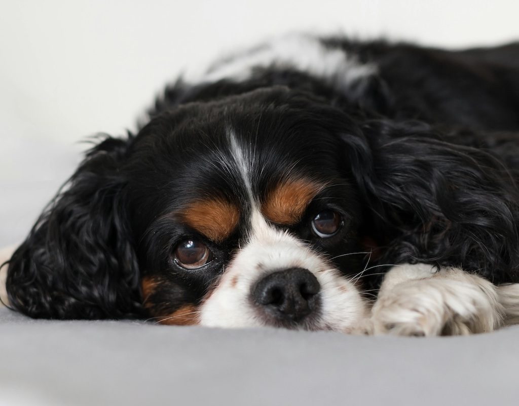 a Cavalier King Charles Spaniel lying on white bedding