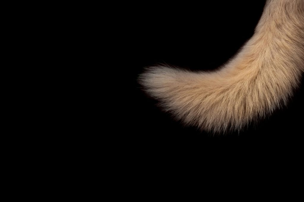 a light-colored cat tail against a dark carapeted floor