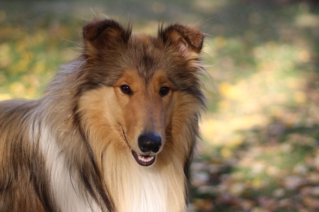 A rough Collie's portrait outdoors