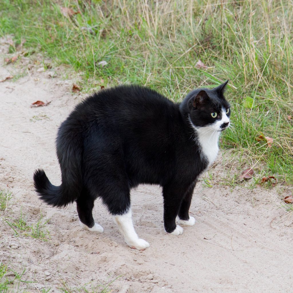 A black and white cat arches their back