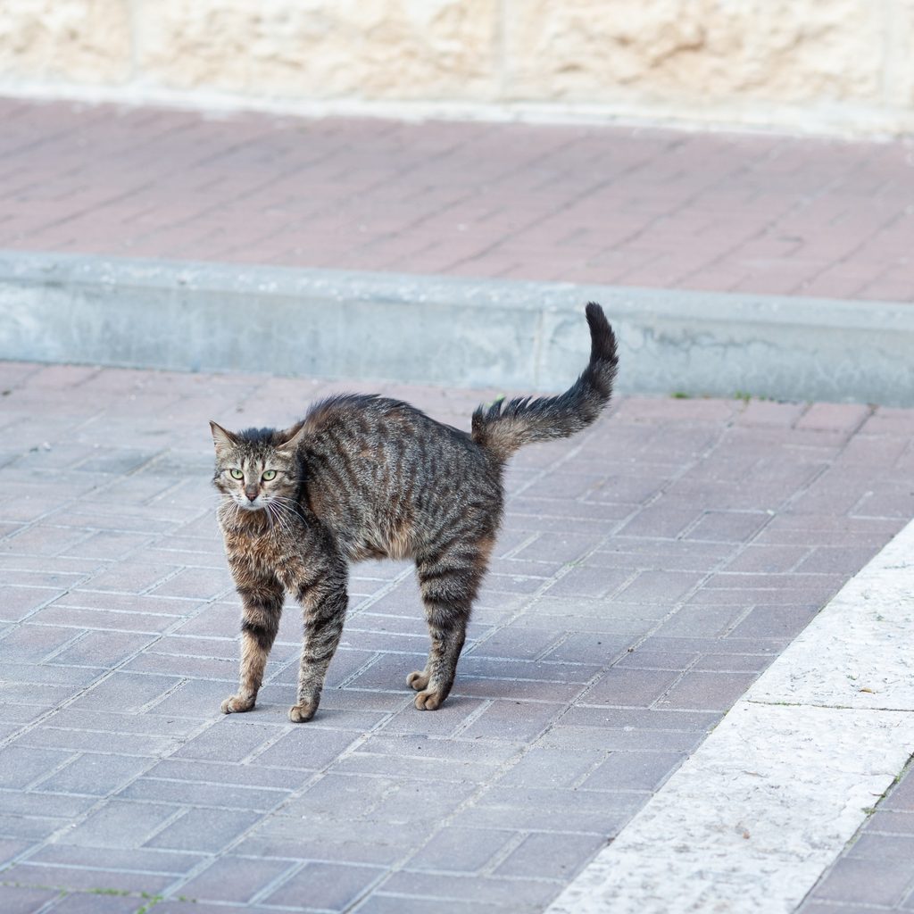 A gray tabby cat stands in the street with an arched back