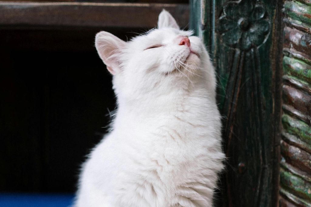 A white cat rubs their face on the corner of a wall