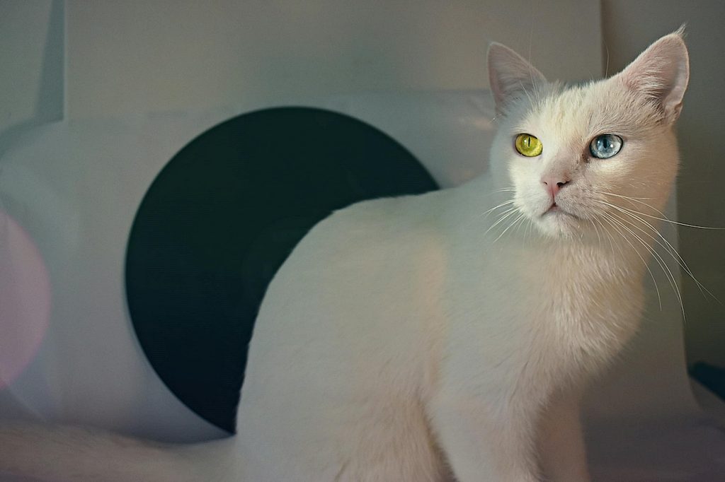 A white cat with different color eyes sits in front of his tunnel