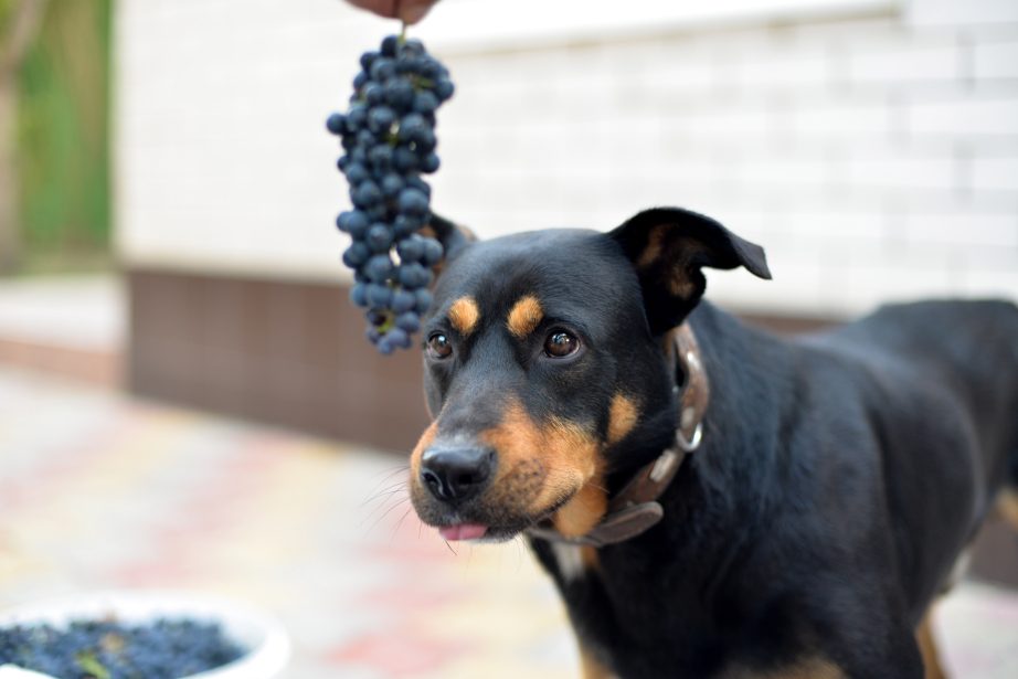 Thumbnail for Can Dogs Have Concord Grapes Wine