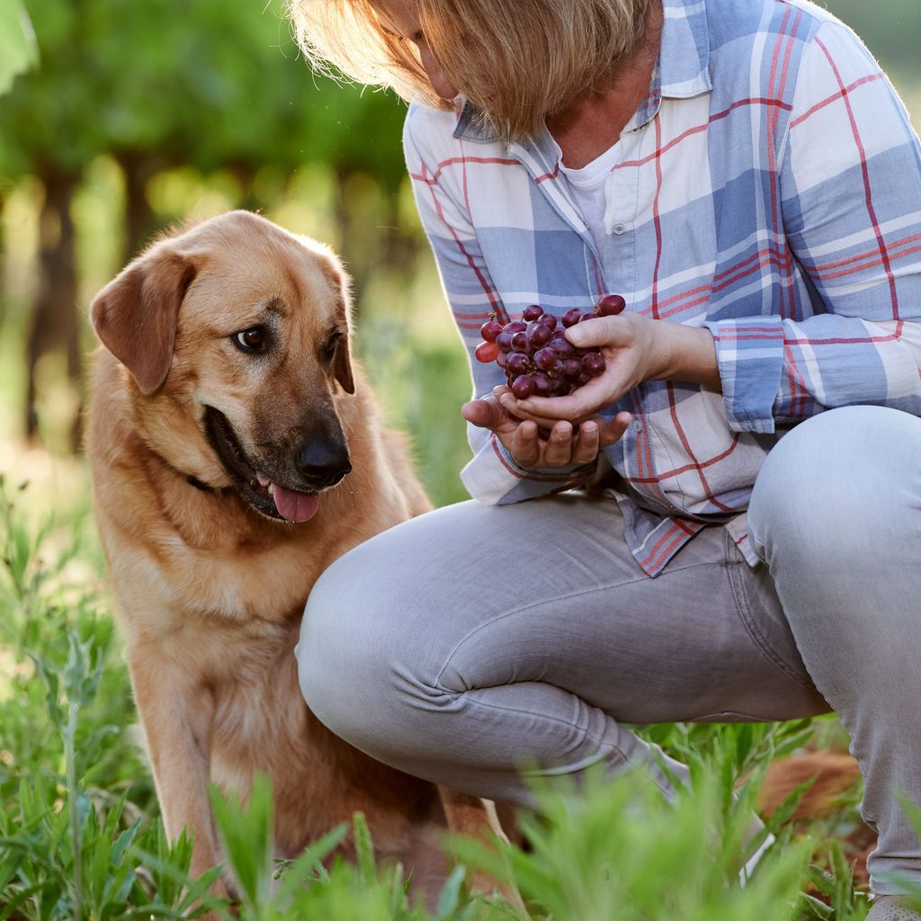 Dog looking at grapes outside