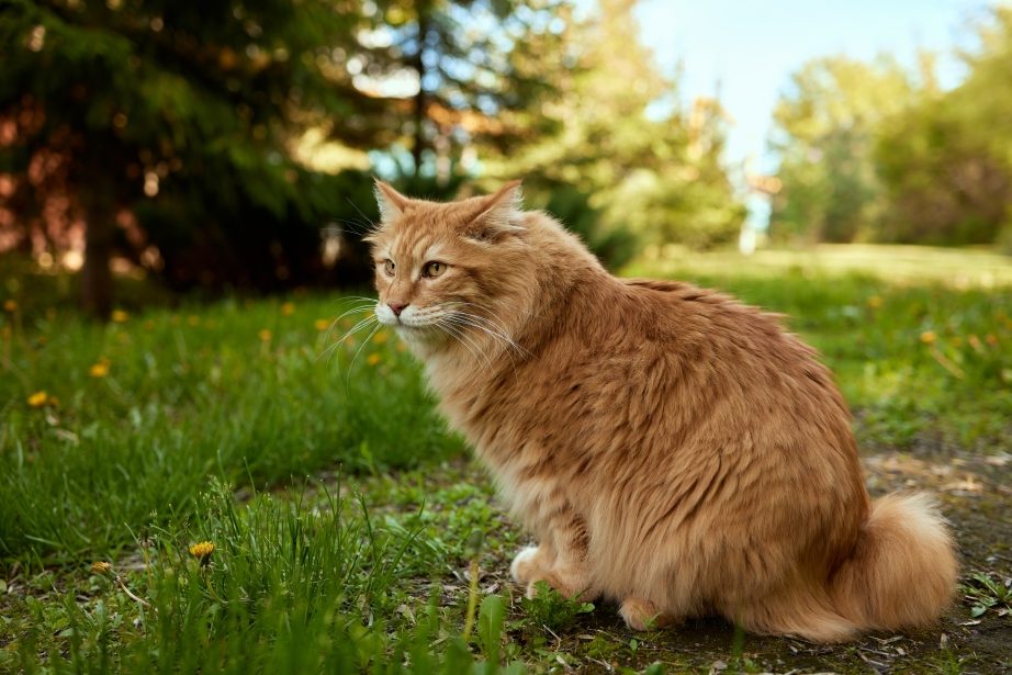 Kurilian Bobtail cat