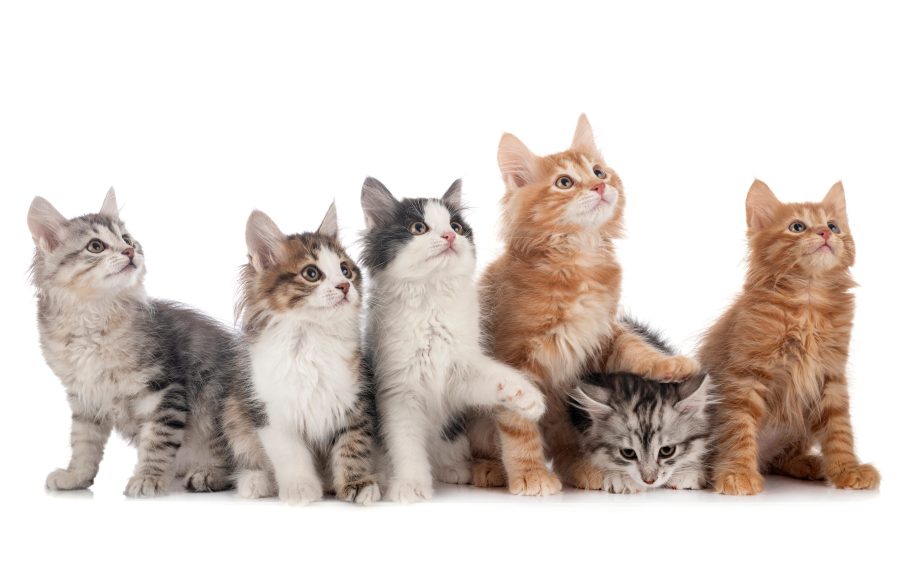 Young Kurilian Bobtails