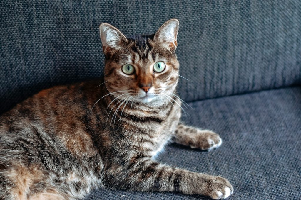 a gray striped cat on blue couch