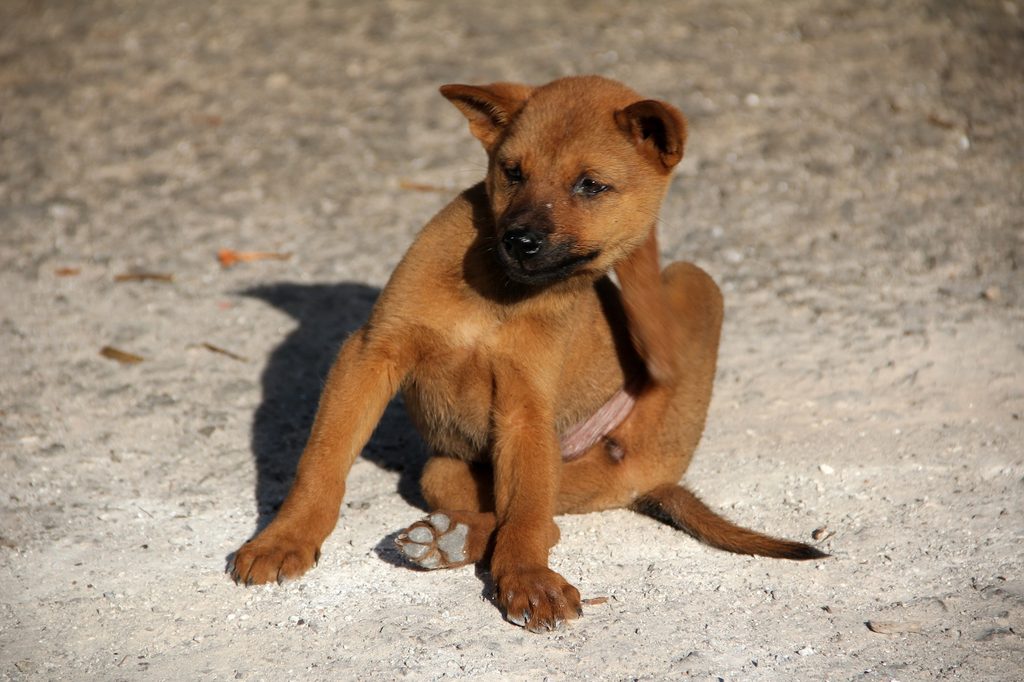 A brown puppy scratching behind the ear