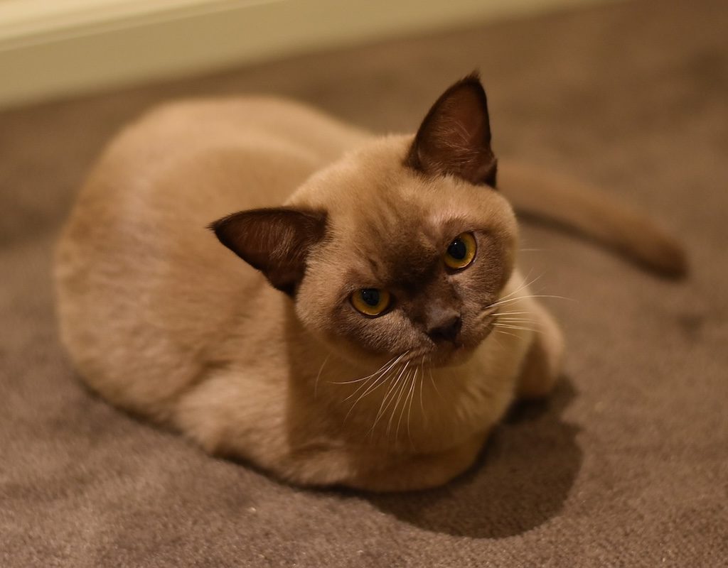 Burmese cat on the floor