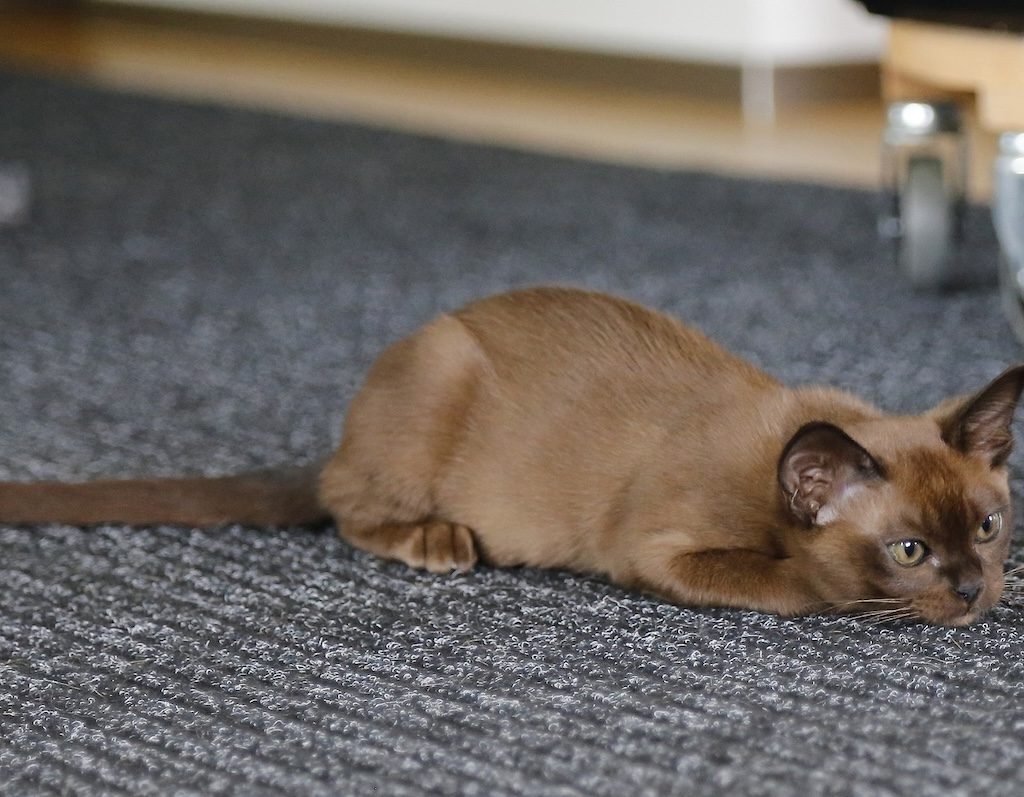 Burmese cat