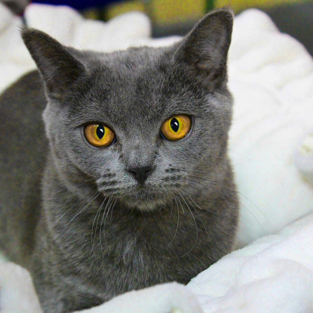 A Chartreux cat with orange eyes