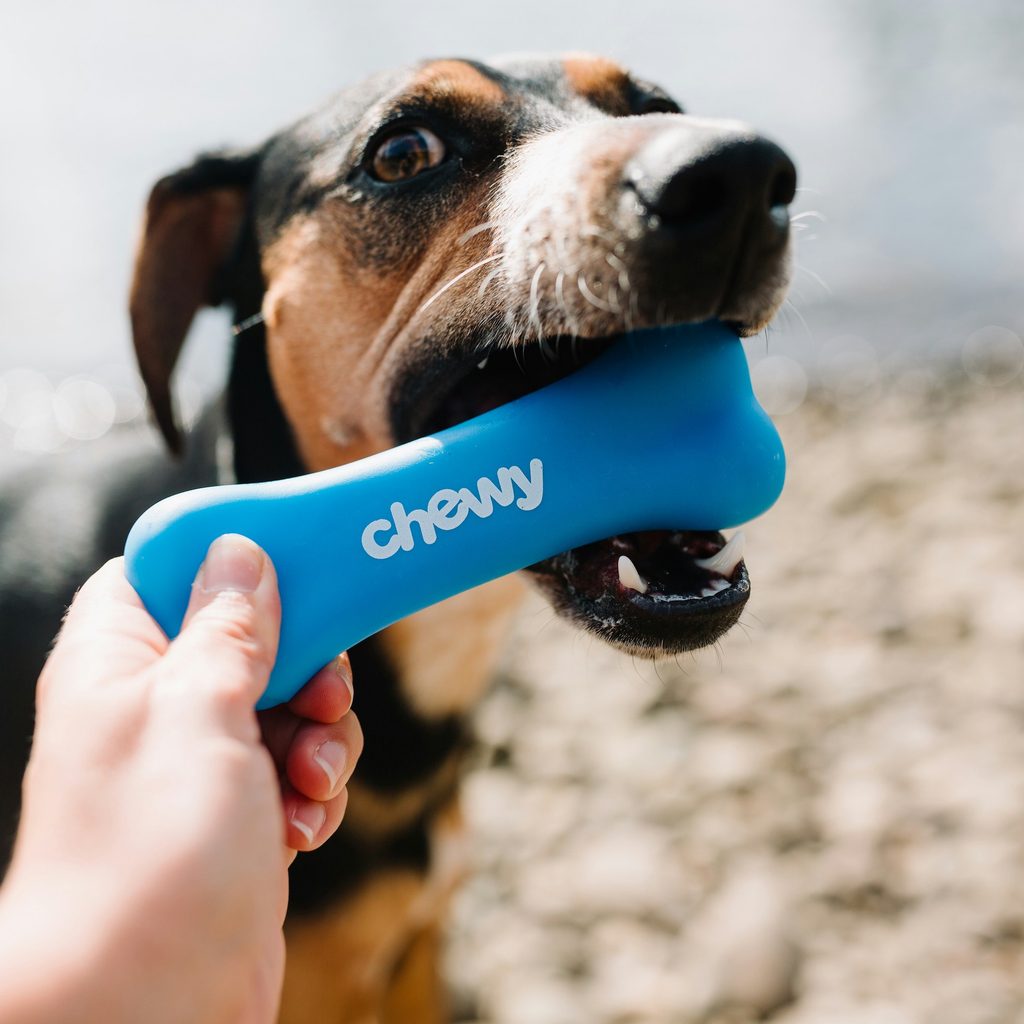 A tri-colored dog opens their mouth to grab a blue bone-shaped dog toy that says 'Chewy'